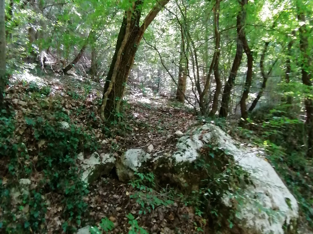 Cipresseta di Fontegreca - Info e Visite Guidate景点图片