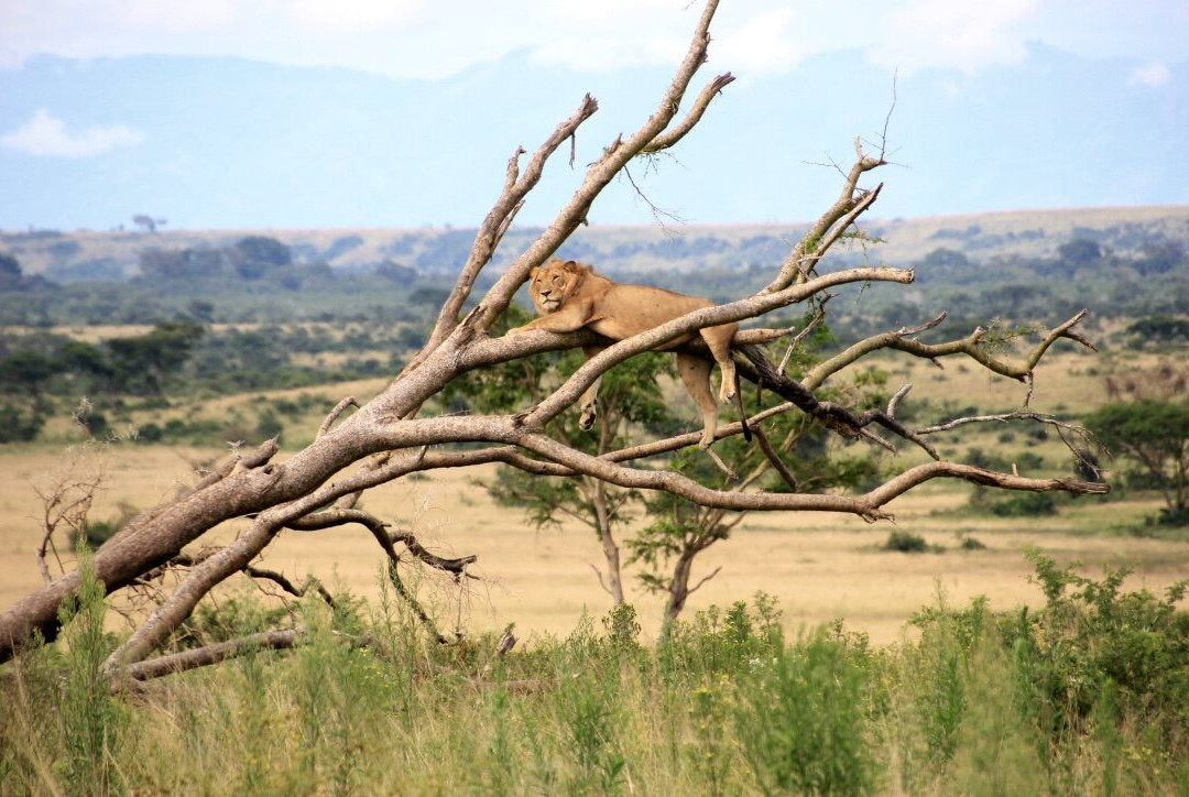 Wild Expeditions Uganda-恩德培必去景点