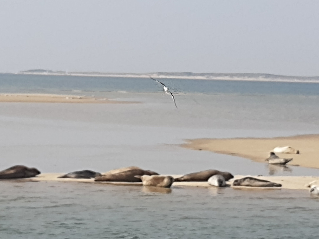 Talisman zeehondentocht Terschelling-West-Terschelling必去景点