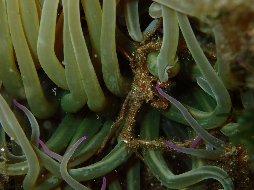Spiro Sub Diving Elba景点图片