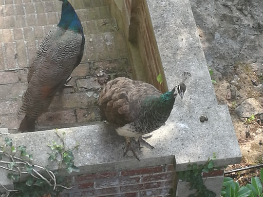 玛乔莲庄园酒店主图