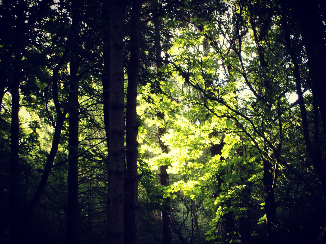 Ufton Fields Nature Reserve景点图片