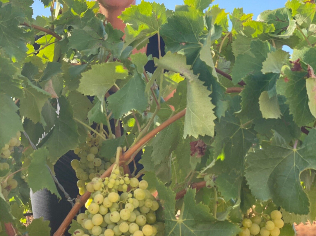 Bodegas Miquel Oliver景点图片