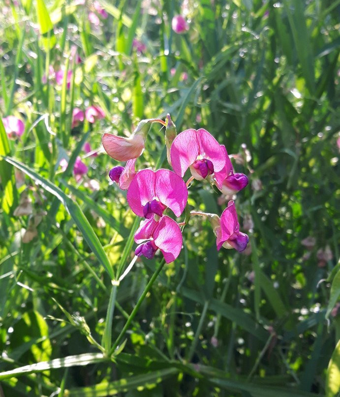 Parc Régional Du Mont Saint-Joseph-Carleton-sur-Mer必去景点