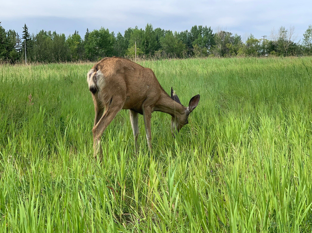 Inglewood Bird Sanctuary and Nature Centre-卡尔加里必去景点