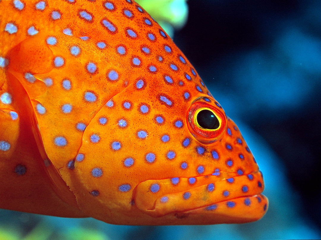 Fish & Friends Diving Centre-达哈卜必去景点