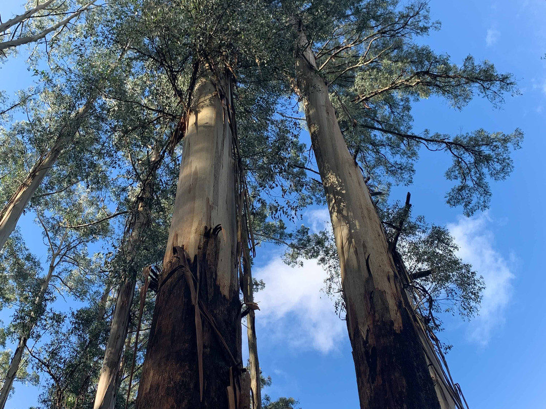 雪博鲁克森林-墨尔本必去景点