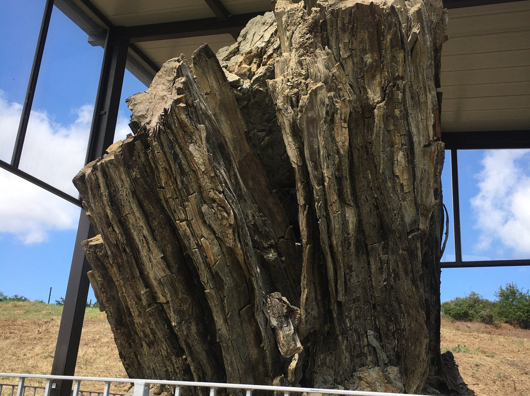 Centro di Paleontologia Vegetale della  Foresta Fossile di Dunarobba-Avigliano Umbro必去景点