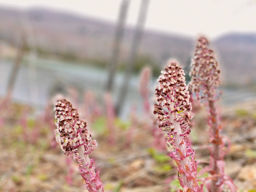 Lake Willoughby-East Burke必去景点