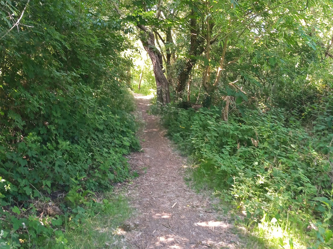 Fox Covert Local Nature Reserve-Long Eaton必去景点