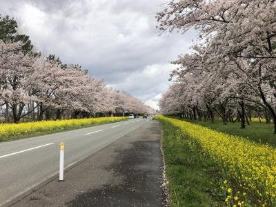 Nanohana Road景点图片