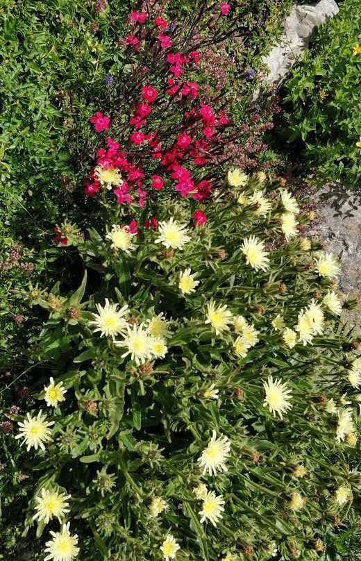 Alpine Botanical Garden Saussurea-库马约尔必去景点