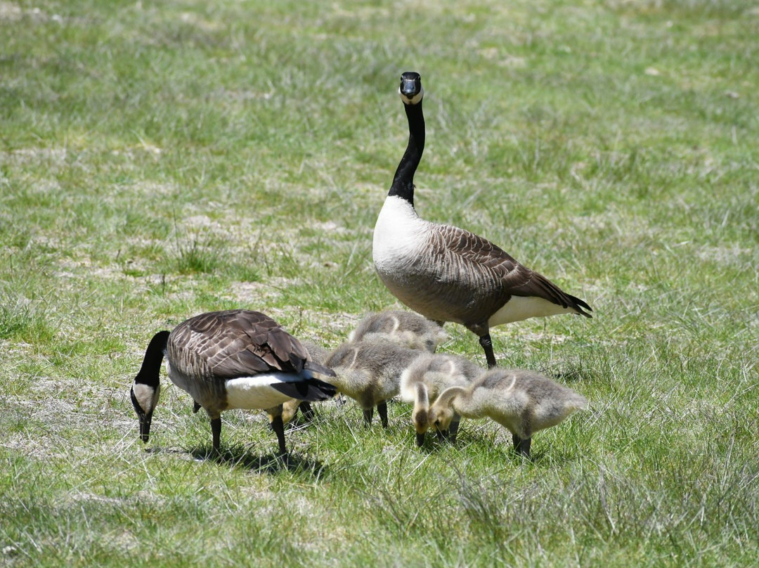 Stratton Brook State Park-锡姆斯伯里必去景点