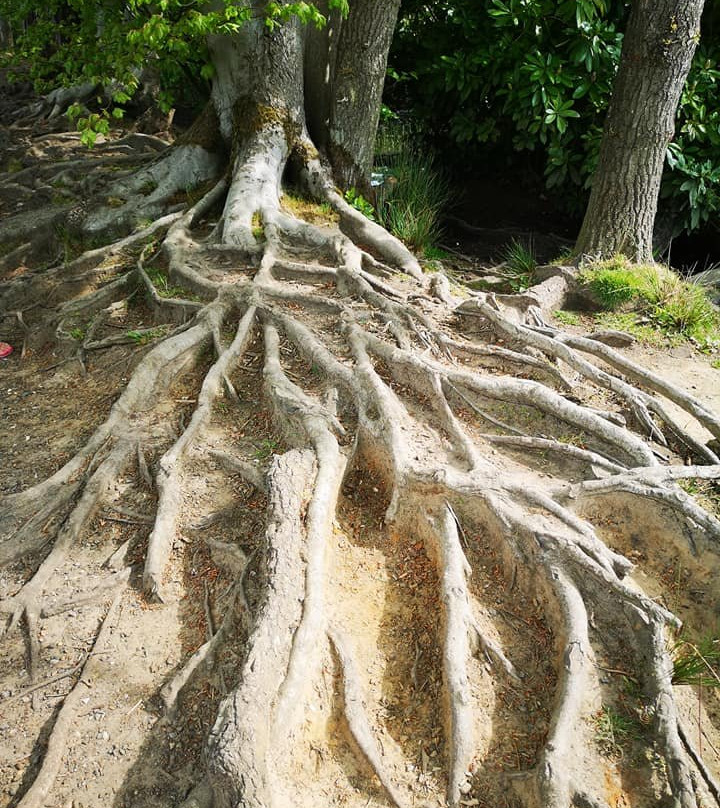 Black Pond景点图片