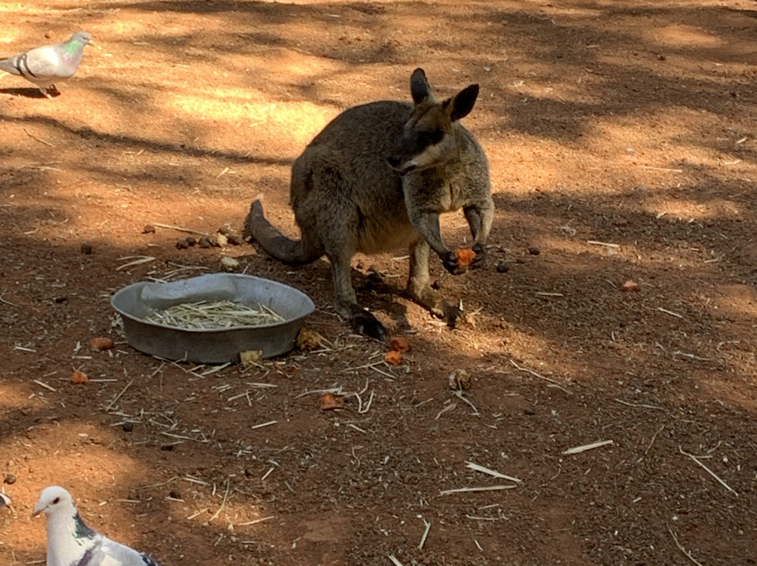 Featherdale Sydney Wildlife Park景点图片