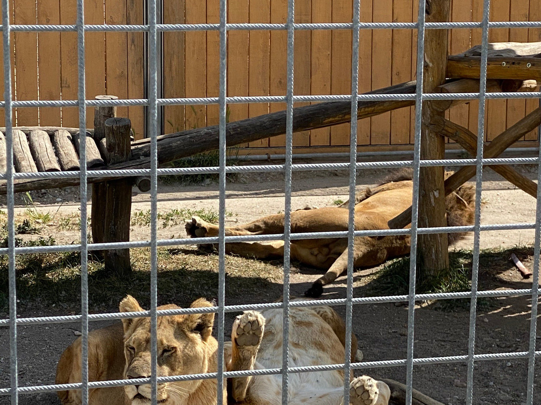 Malkia Park- Big Cats Rescue-Orechova Poton必去景点