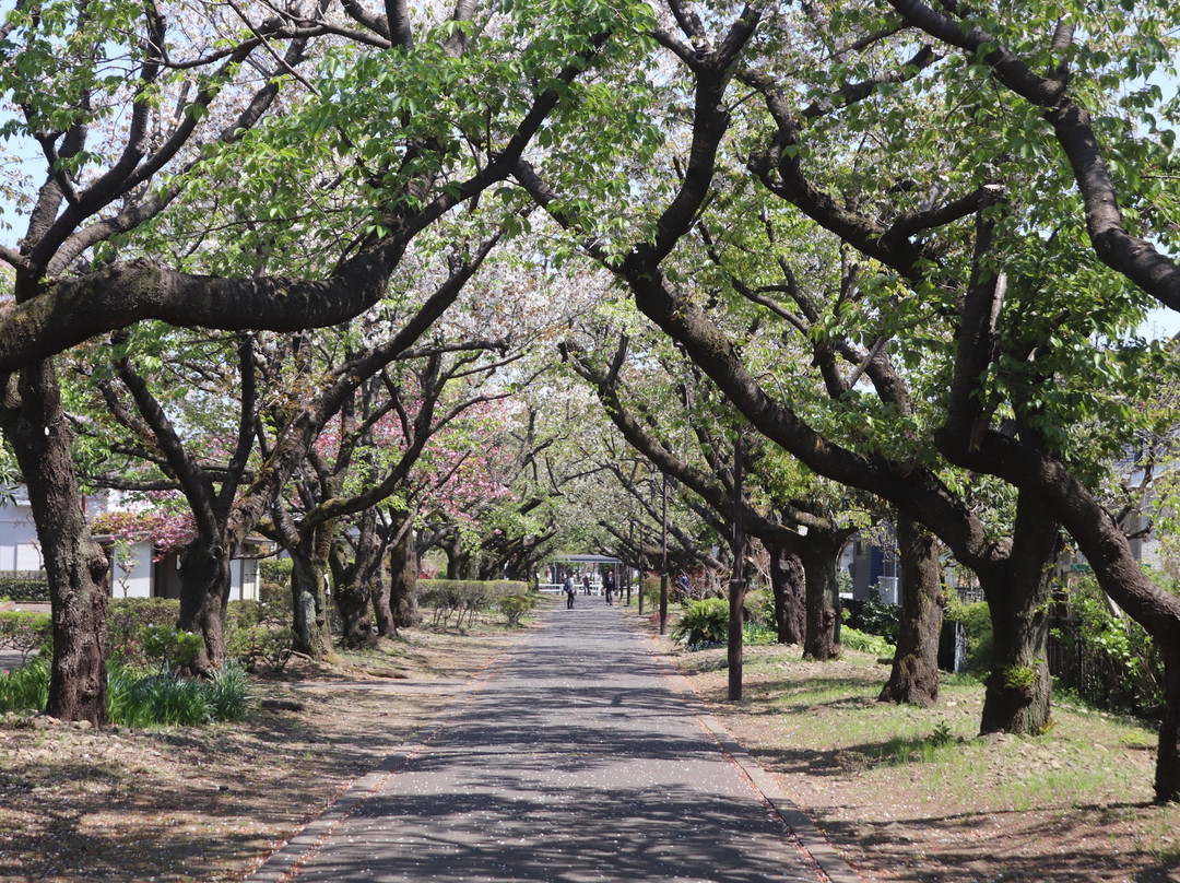 Noyamakita Park Bicycle Path-武藏村山市必去景点