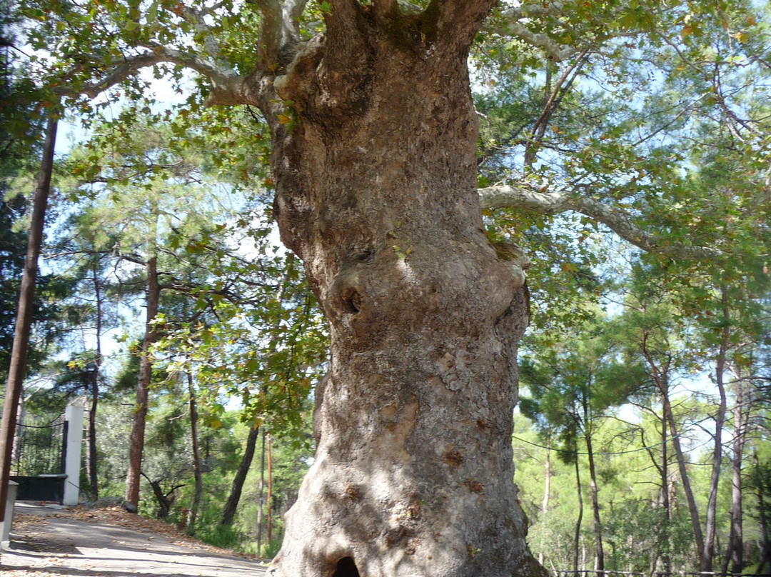 Agios Nektarios-罗德斯必去景点
