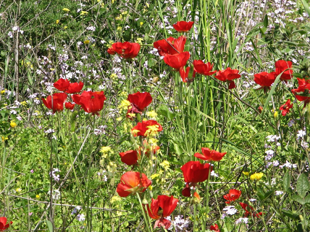 Nahal El Al-Avnei Eitan必去景点