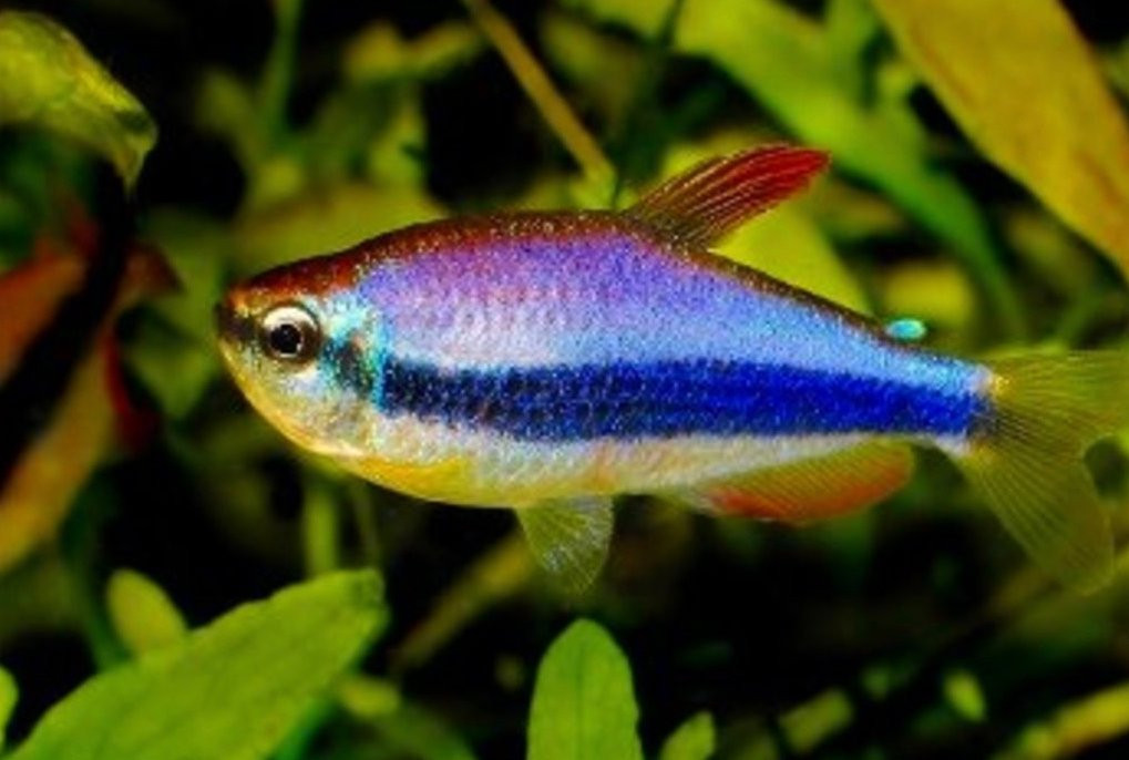 Neptunes Aquariums-海厄利亚必去景点