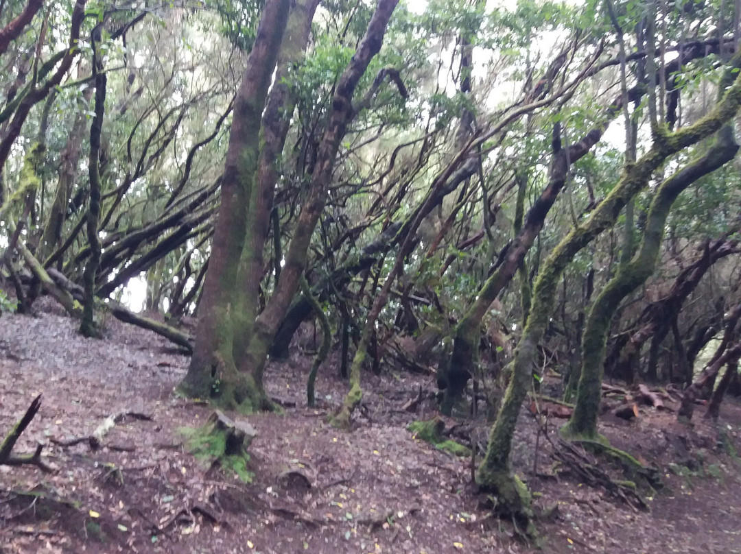 Sendero El Bosque Encantado景点图片