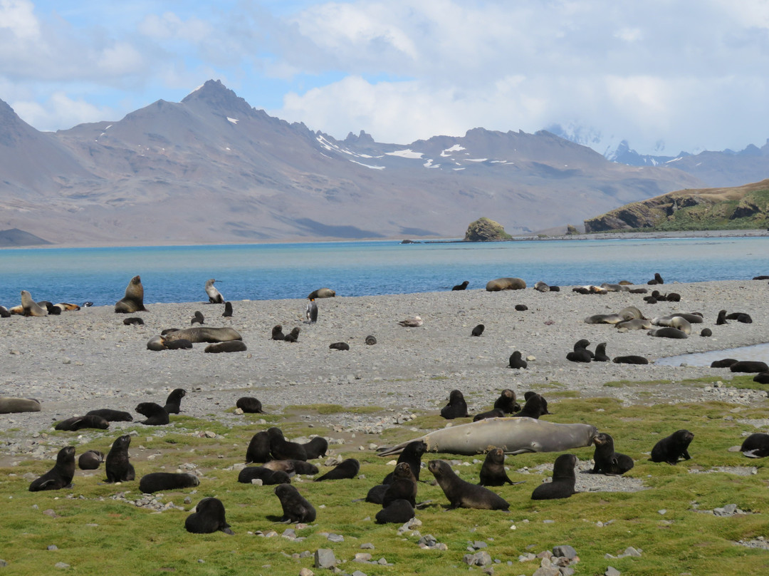 Fortuna Bay-南乔治亚岛必去景点