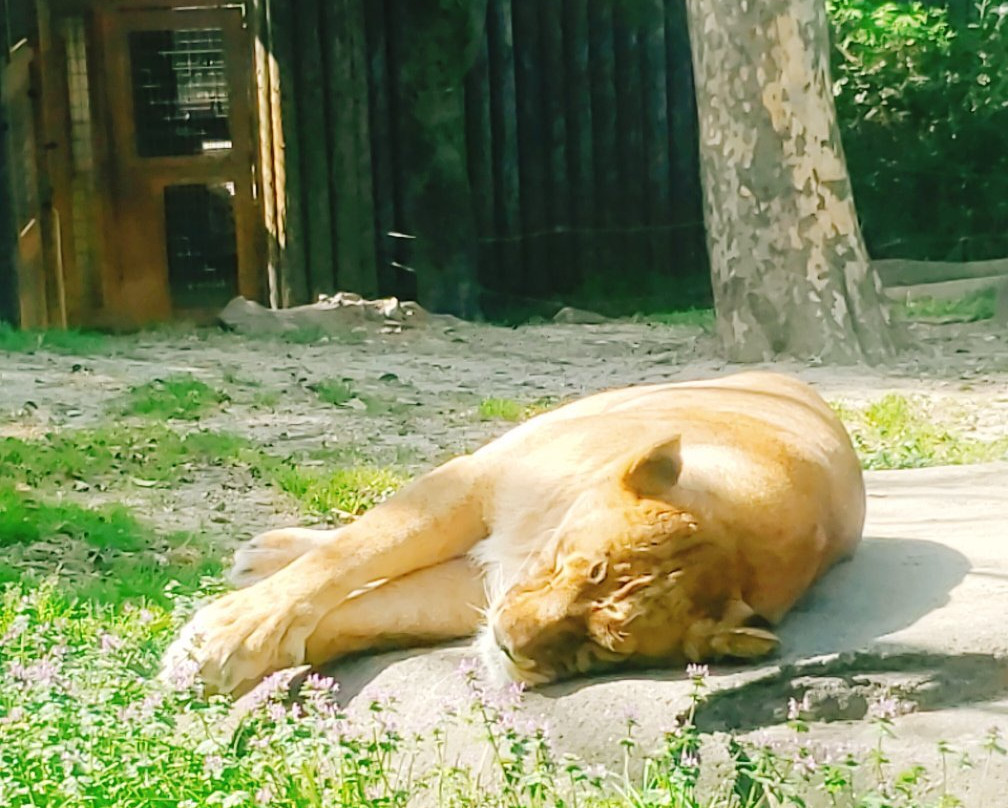 Itozu no Mori Zoological Park-北九州市必去景点