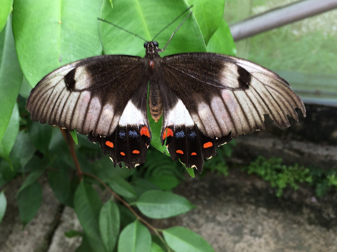 Butterfly Hill景点图片