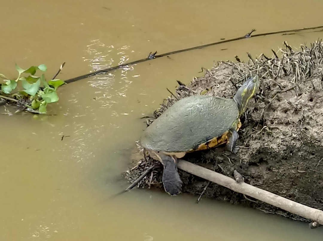 Osa Mangrove Tours景点图片