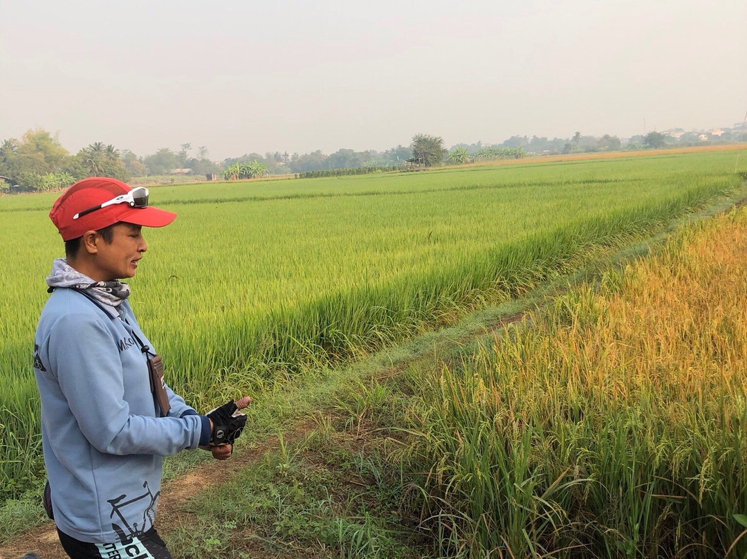 Cycling Sukhothai Bicycle Tour Thailand景点图片