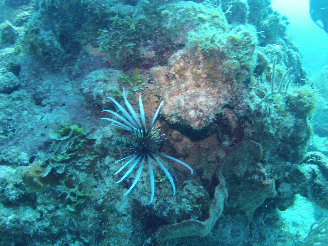 Melia Cayo Coco Diving Center景点图片