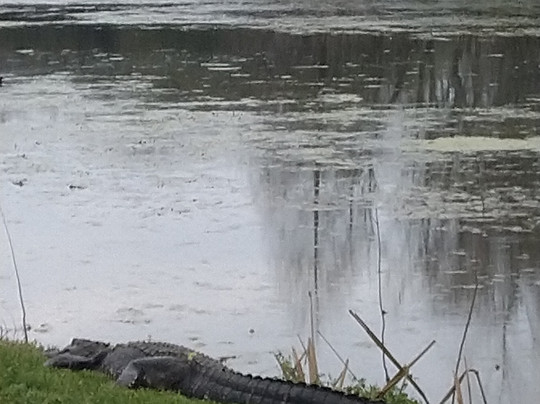 Brazos Bend State Park-Needville必去景点