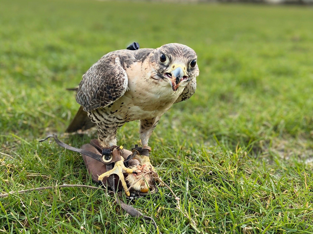 Stockley Farm Birds of Prey Centre景点图片