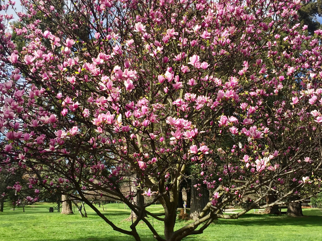 Cuesta Park-山景城必去景点