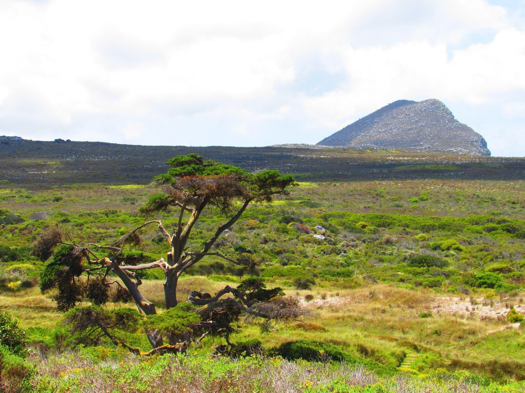 African Eagle Day Tours-开普敦中心区必去景点