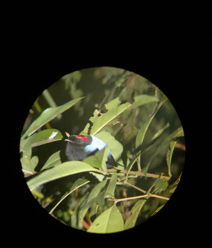 Roy´s the Monteverde local nature guide´s-圣埃伦娜必去景点