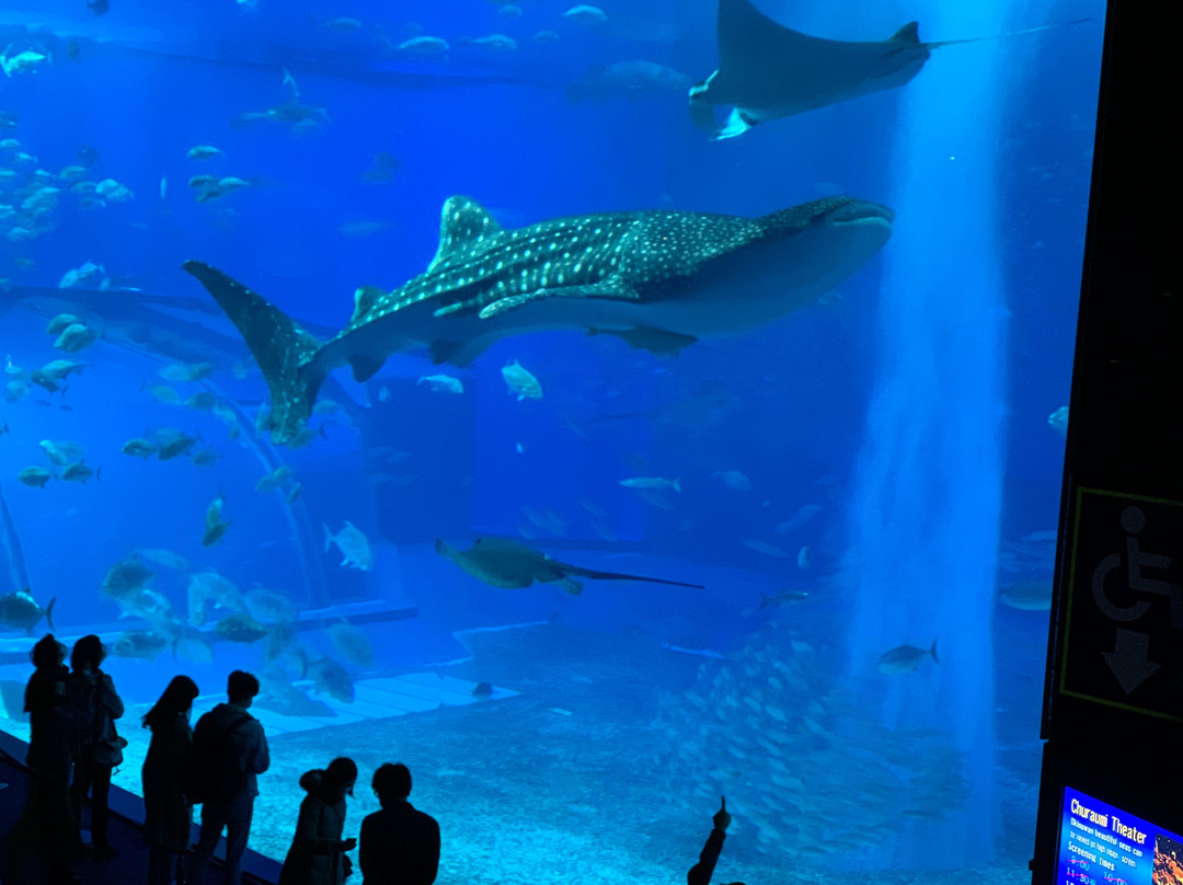 冲绳美之海水族馆景点图片