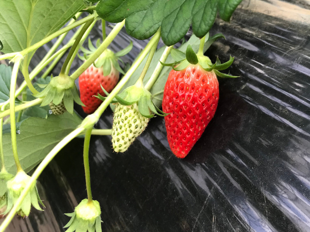 Ema Strawberry Picking Center景点图片