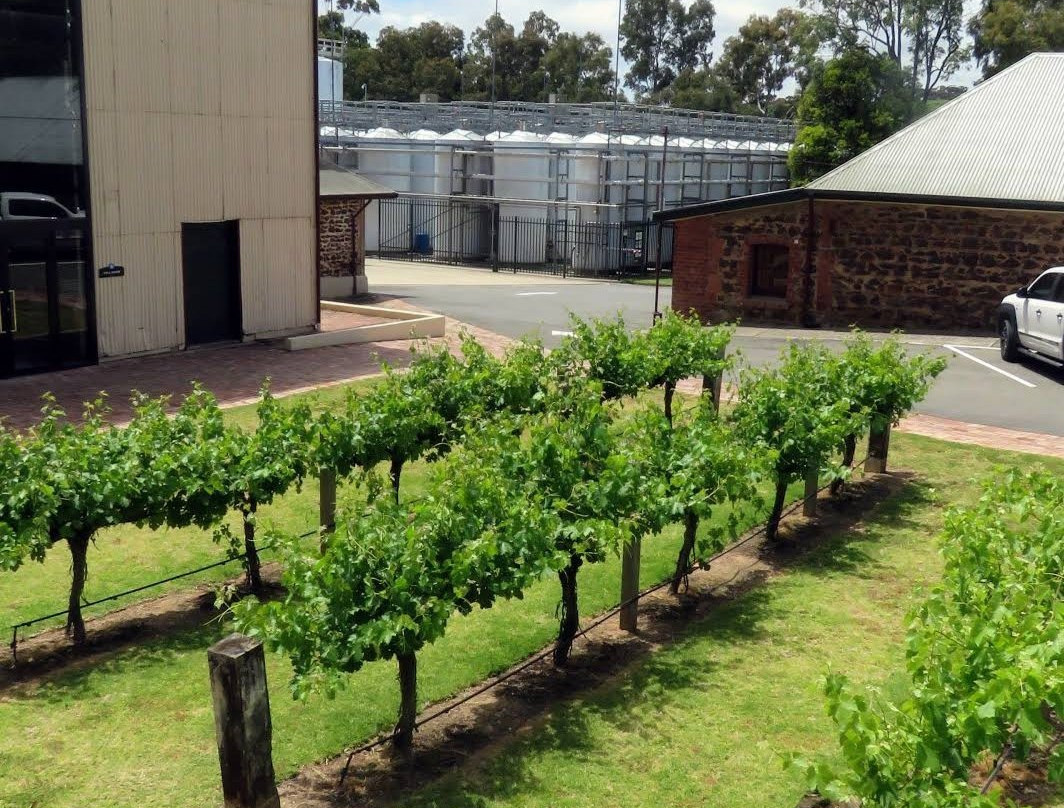 Tintara Winery景点图片