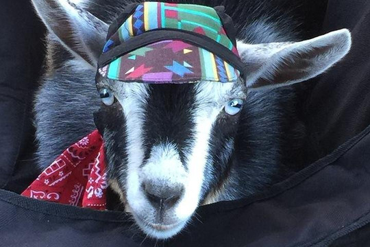 Angels in the Pines Goat Farm-Egg Harbor City必去景点