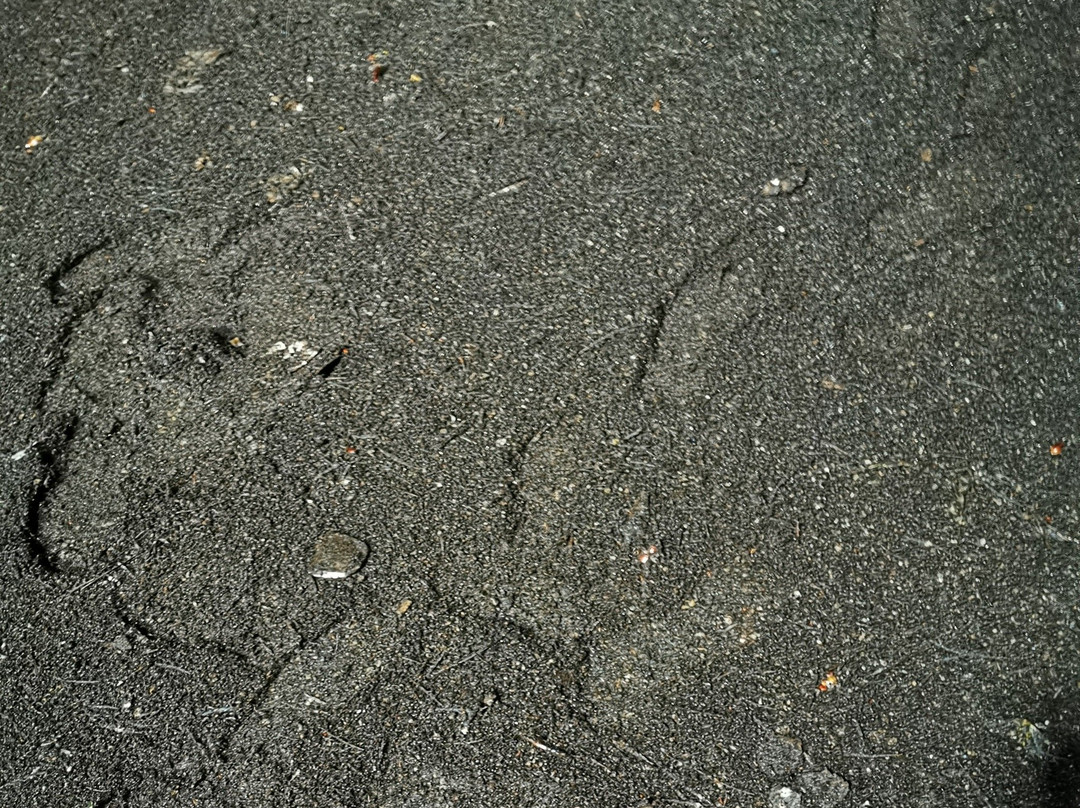 Madai - Baturong Forest Reserve Nature Centre-古纳必去景点