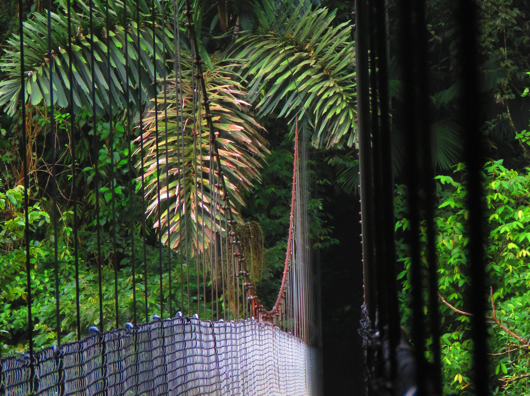 Mistico Arenal Hanging Bridges Park景点图片