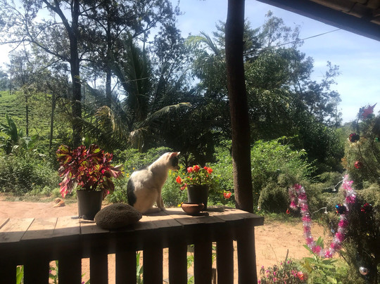 Spa Ceylon Ella-埃勒必去景点