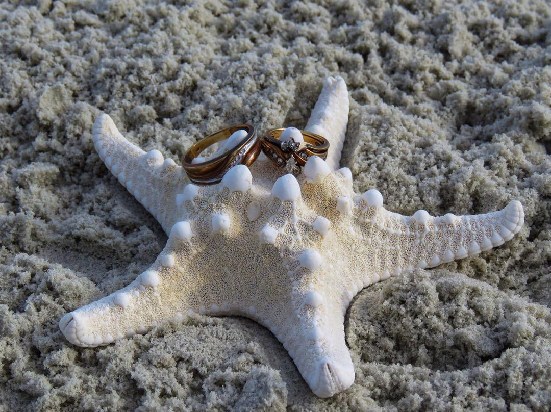 Big Shark Gift Shop-代托纳比奇必去景点