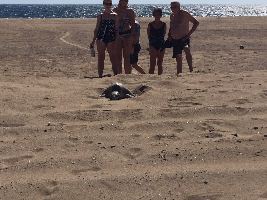 Playa Grande Condominium Resort主图