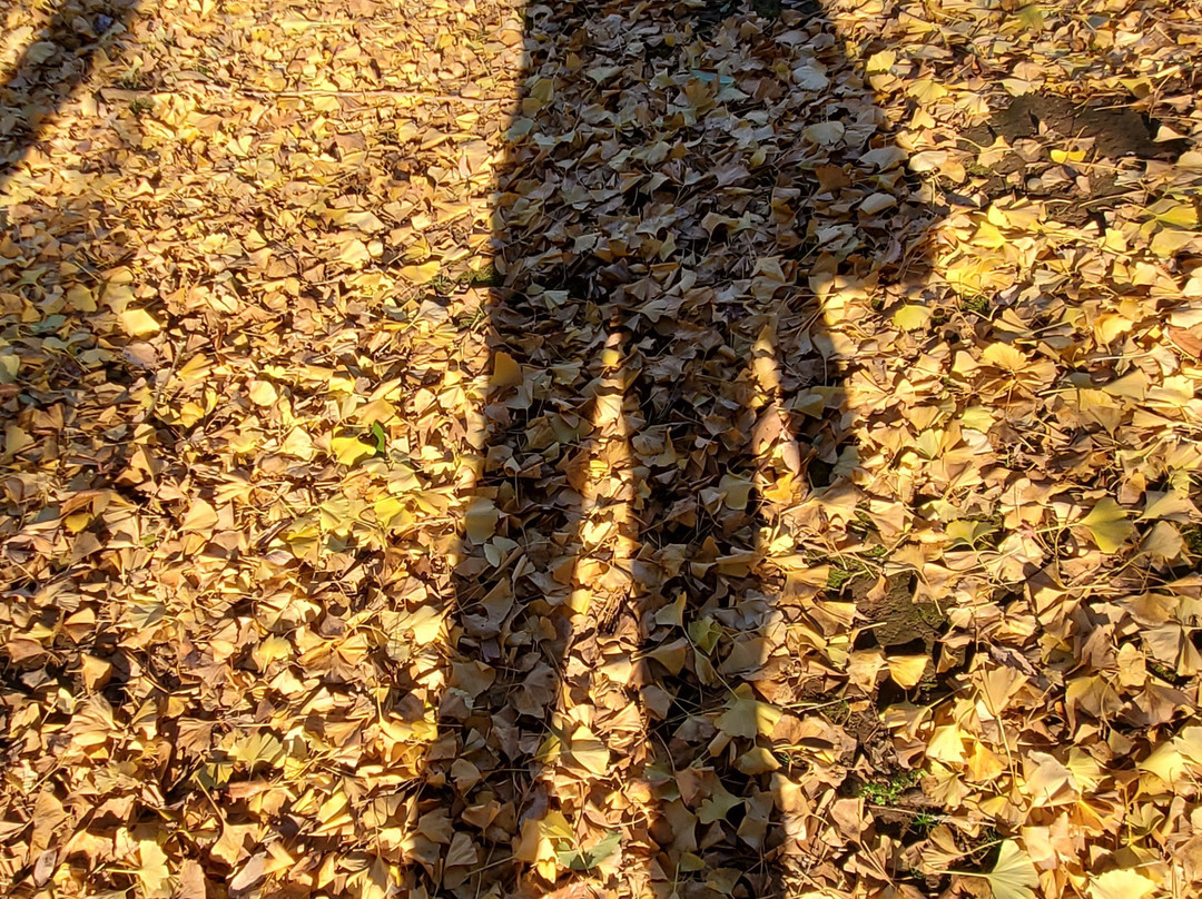 Junsai Pond Area-市川市必去景点