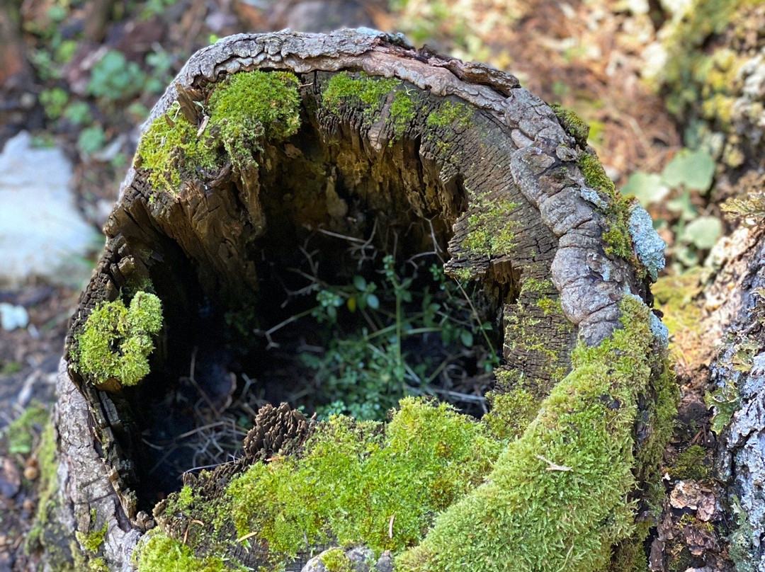 Trekking Hellas Delphi-德尔斐必去景点