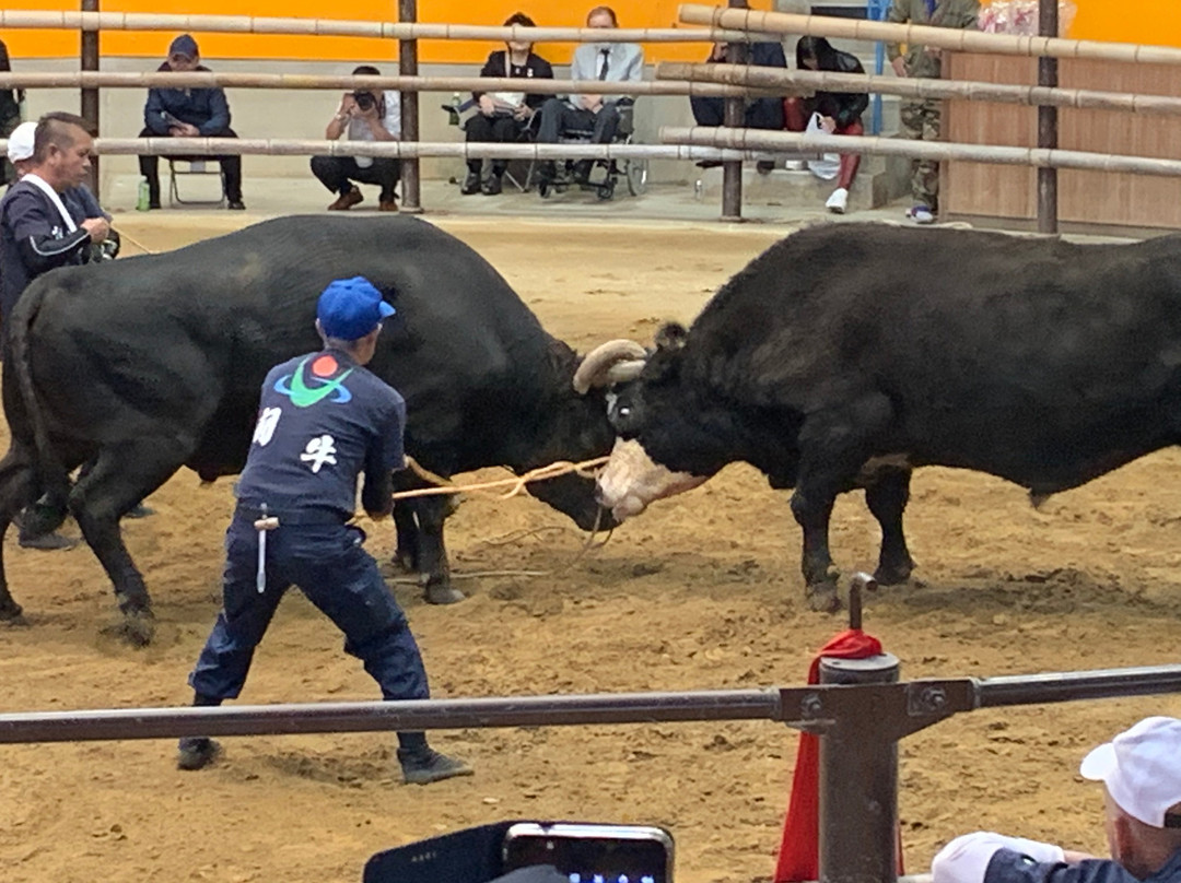 Uwajima City Bullfighting Arena-宇和岛市必去景点