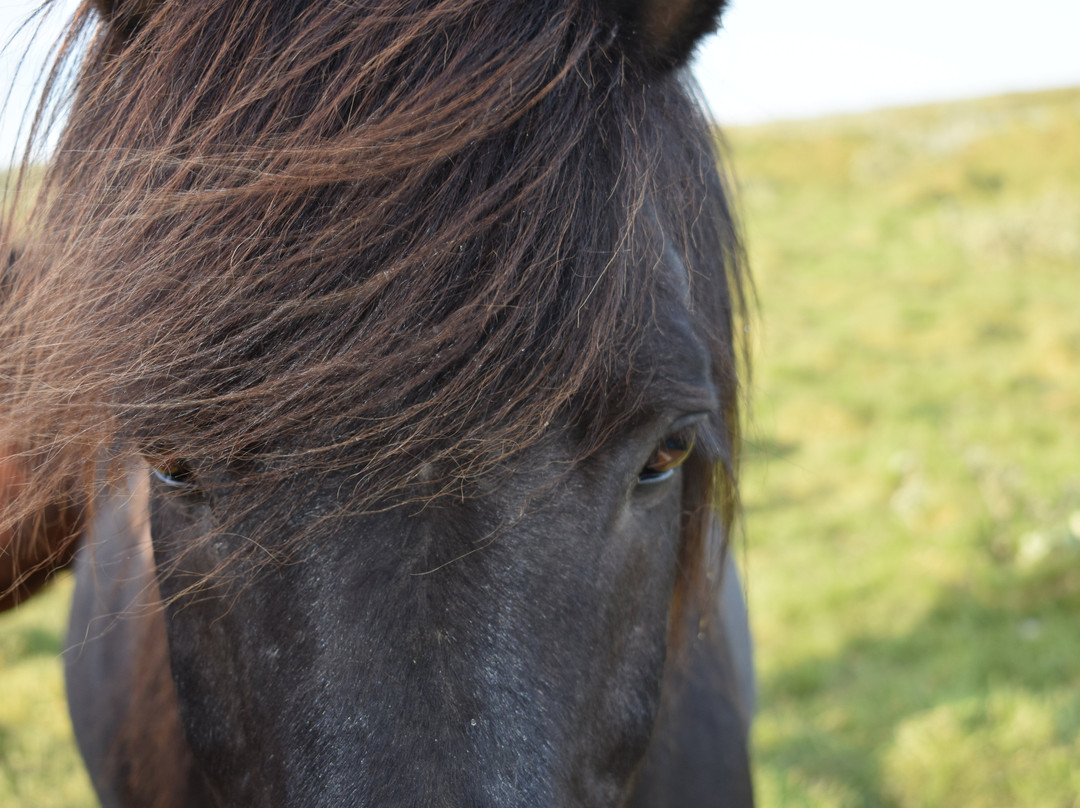 Íslandshestar-塞尔福斯必去景点