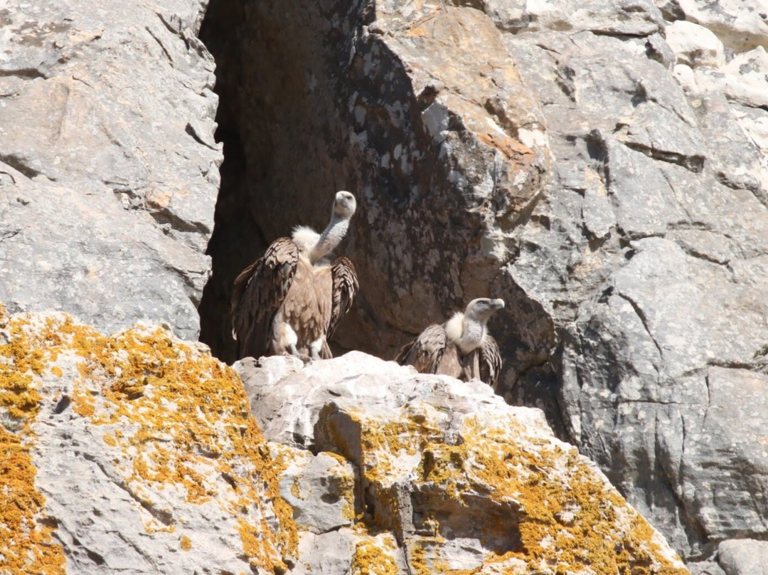 Birding Tarifa景点图片